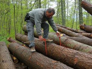 b402121824-gestione-del-patrimonio-forestale-con-segno-positivo