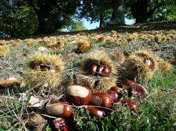 autunno-andar-per-marroni-ecco-le-castagne-toscane