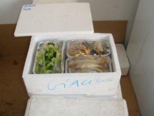 a910081250-carabinieri-dei-nas-sequestrano-un-catering-e-trovano-anche-pastificio-abusivo