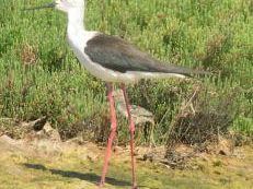 a605291259-fiocco-rosa-all-oasi-wwf-del-palude-orti-bottagone