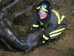a910131936-grosseto-recuperato-cavallo-caduto-in-un-fosso