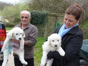 b008091650-per-difendere-i-pascoli-ecco-i-cani-da-gregge