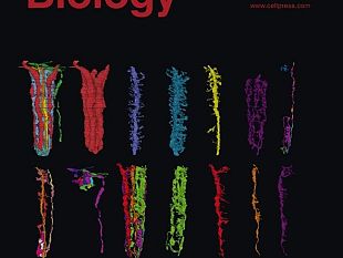 b112072253-neuroscienze-percezione-e-azione-due-facce-della-stessa-medaglia