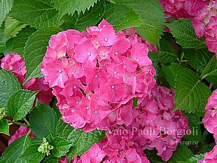 b102271738-e-l-ora-di-piantarla-rassegna-nazionale-di-vivaismo