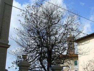 b004011630-la-centenaria-magnolia-di-via-cairoli-sara-rimossa