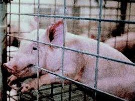 sparano-al-maiale-poi-lo-prendono-a-martellate