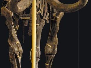 a812301501-museo-di-storia-naturale-aperture-durante-le-feste