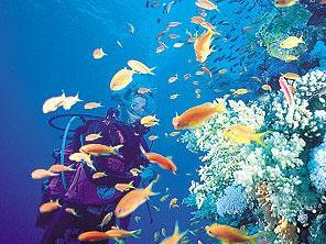 a903192255-voli-da-firenze-nell-offerta-swan-tour-per-marsa-alam