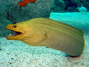b110281459-festeggia-halloween-all-acquario
