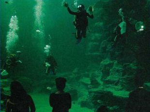 a809141549-livorno-l-acquario-comunale-cestoni-e-le-speranze-di-un-turismo-delle-famiglie