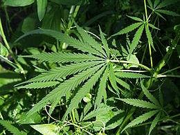 fugge-dal-podere-in-cui-coltiva-marijuana