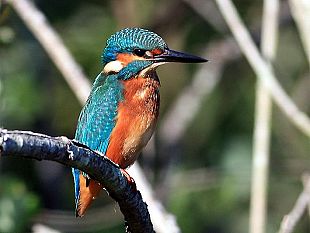 b203121702-escursioni-nel-padule-itinerario-storico-ambientale-e-visita-area-righetti