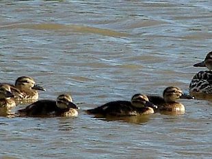 a906231955-cormorano-e-marzaiola-nidificano-nel-padule-di-fucecchio