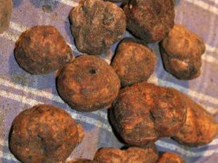 b403121718-san-miniato-week-end-dedicato-al-tartufo-marzuolo-a-cigoli