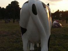 vinci-la-lav-diffida-il-sindaco-non-tocchi-la-mucca