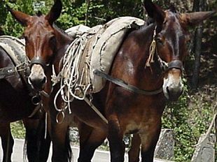 a811141526-uomo-e-animale-sostenere-un-rapporto-economicamente-difficile