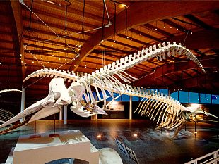 a912051823-vino-ad-arte-il-9-11-12-13-dicembre-in-22-musei-della-toscana