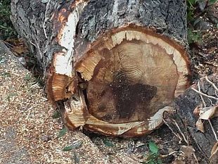 cadono-gli-alberi-a-firenze-se-il-verde-diventa-un-problema