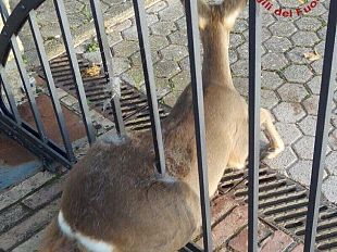 pisa-soccorso-un-giovane-capriolo-rimasto-incastrato-in-un-cancello