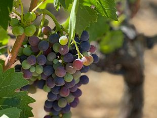 caprioli-si-dissetano-con-gli-acini-duva-nella-campagna-fiorentina