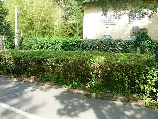 ambiente-manutenzione-del-verde-soldi-ai-quartieri