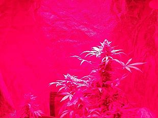 scoperto-ostello-abusivo-dentro-anche-28-kg-e-piante-di-marijuana