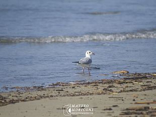 inverno-mite-colpa-del-vortice-polare