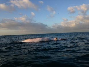 carcassa-di-balenottera-spiaggiata-a-lido-di-camaiore