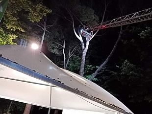 galluzzo-intervento-dei-vigili-del-fuoco-su-un-pino