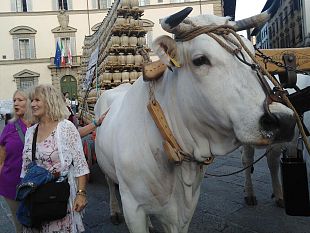 vino-il-carro-matto-a-firenze-sabato-26-settembre