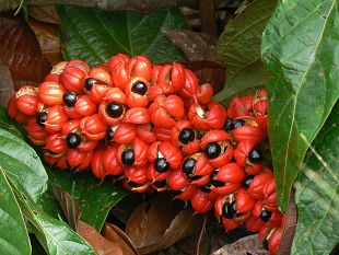 warana-magico-di-andira-marau-da-presidio-slow-food-a-dob