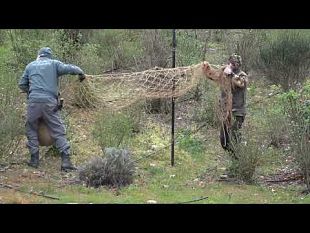 come-avviene-la-cattura-dei-caprioli
