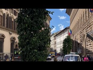 via-cavour-gia-piantati-38-dei-49-aranci-previsti