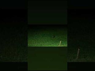 volpe-di-notte-al-galluzzo-non-lontana-dalle-case