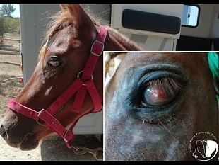 video-gin-tonic-lieto-fine-salvata-la-vista-della-cavallina