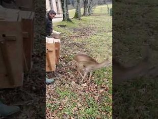 caprioli-catturati-a-soffiano-e-liberati-nel-parco-di-pratolino-video