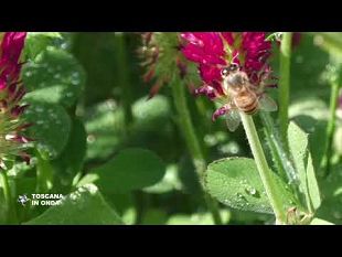 signa-campi-di-fiori-per-le-api