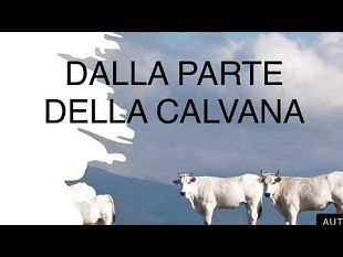 mucche-la-razza-calvana