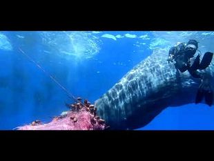 guardia-costiera-il-numero-per-le-emergenze-in-mare