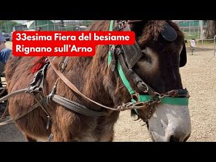 la-33esima-edizione-la-fiera-del-bestiame-del-valdarno-a-rignano