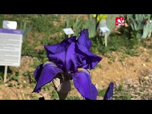 firenze-il-parco-delliris-visto-con-il-drone