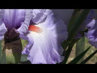 giardino-delliris-che-meraviglia-un-video