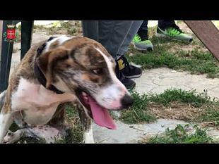 pisa-appello-contro-gli-abbandoni-estivi-dal-canile