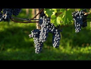 agricoltura-la-toscana-punta-sul-biologico
