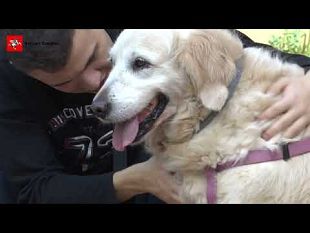 adotta-un-cucciolo-linvito-della-scuola-cani-guida-per-ciechi