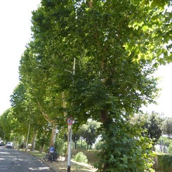 /images/0/2/02-07---il-primo-filare-di-platani-condannato--1.jpg