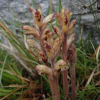 /images/0/9/09-orobanche-apuanam.jpg