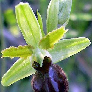 /images/1/2/12ophrys-sphegodes.jpg
