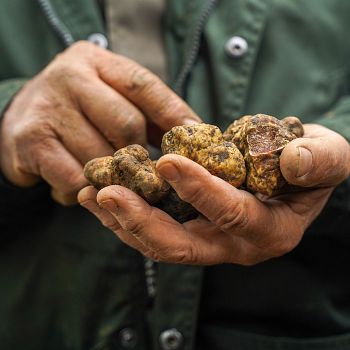 /images/1/9/19-truffle-hunting-il-borro-ph-valeria-raniolo-36.jpg