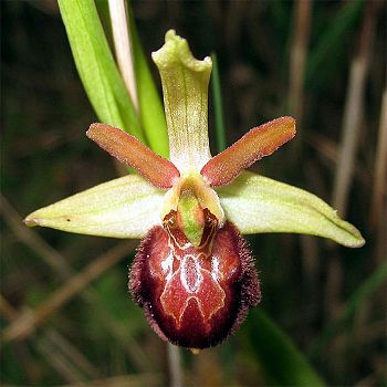 /images/2/5/25fiore-ophrys-sphegodes-foto-enrico-zarri.jpg